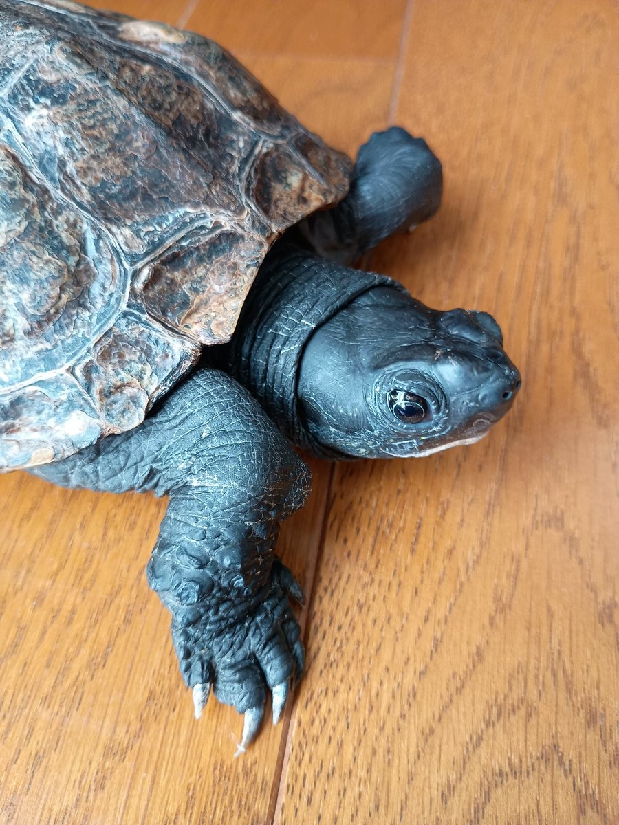 今日も可愛い。いつも可愛い💕