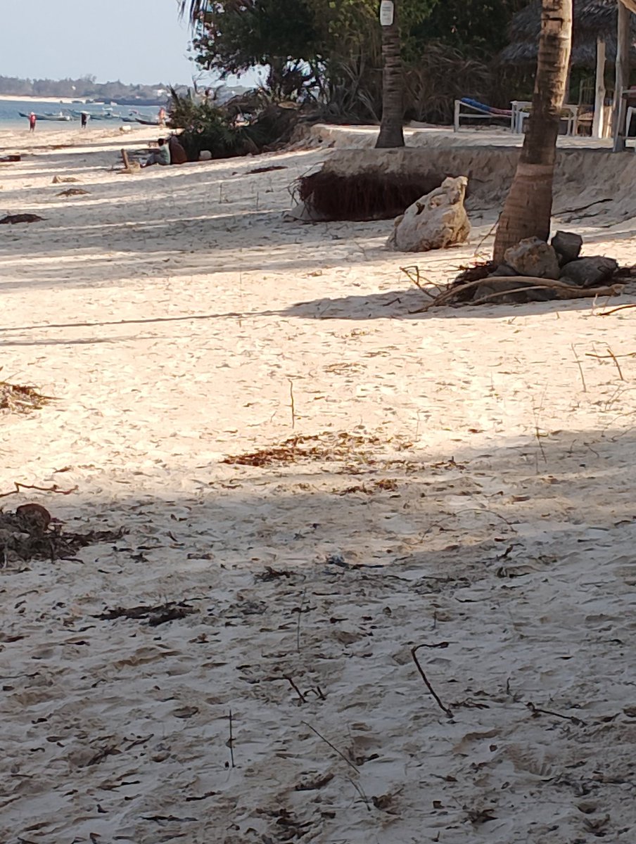 Man will always lose the fight with nature. Someone here thought he was suddenly very clever to grab the beach and do an extension of his hotel. The tides are back and soon will wash away his palm trees and everything. #Nature, #Dangote