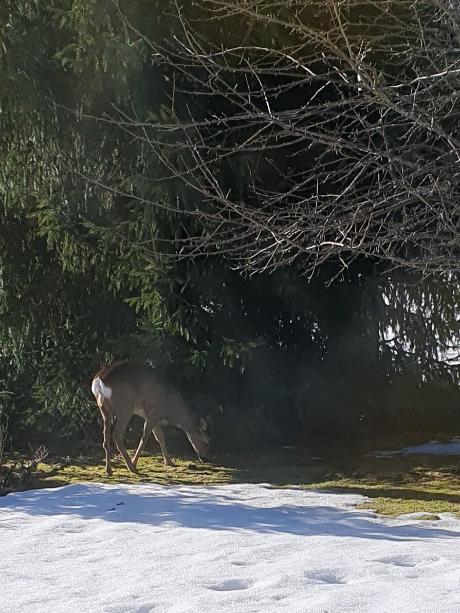 Sun is shining! A friend came to visit! (And no headache after <a href="/PickliciousF/">Pickle</a> party!) Happy sunday everyone! 🌞
#CatsofTwittter #CatsOnTwitter