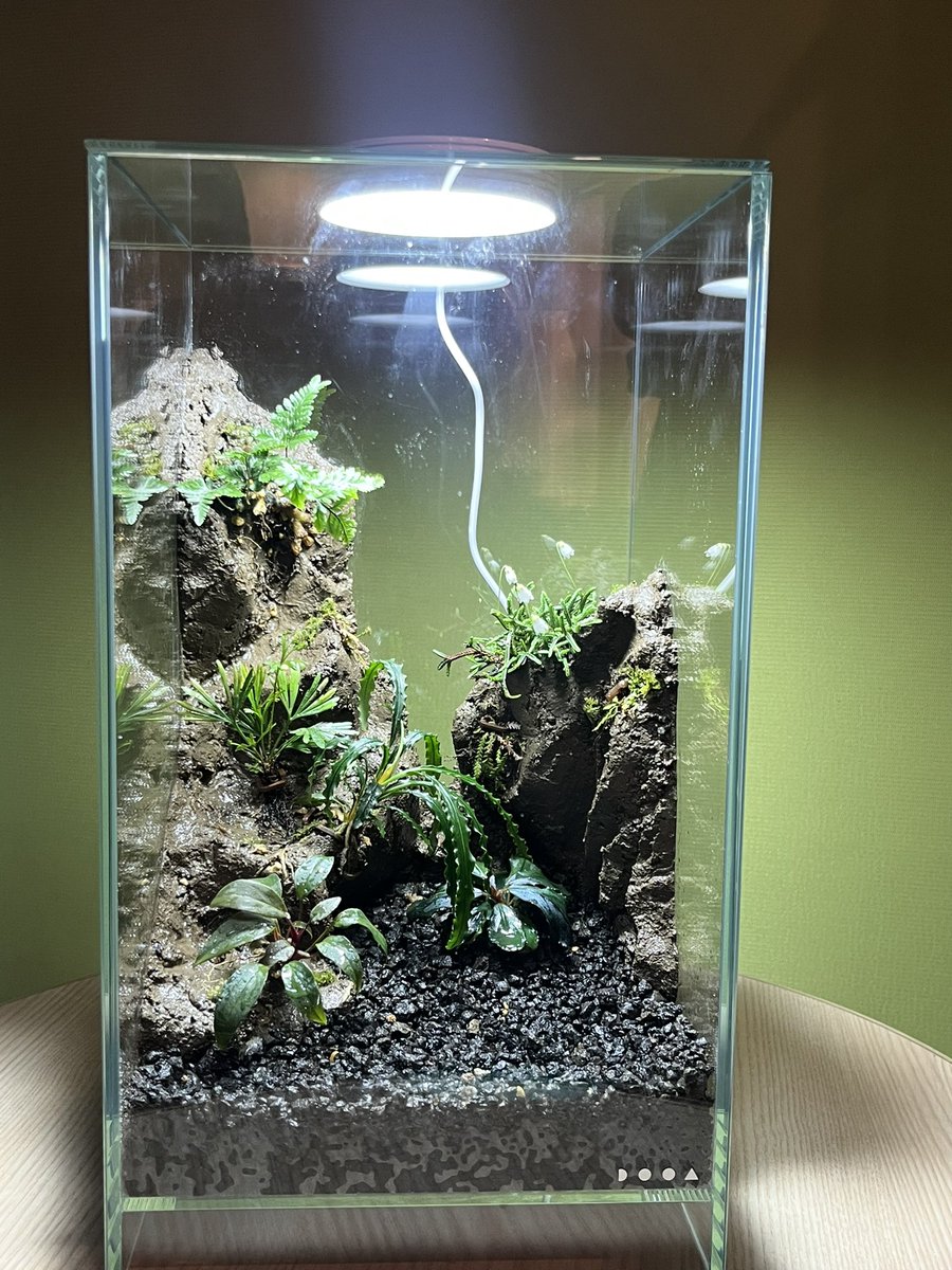 今日は<a href="/PALUDAMAN/">スタジオ バリアビリス 🅿パルダリウム愛好会</a> さんのパルダリウム教室に行って来ました🤗

#パルダリウム教室
#パルダリウム
#パルダリウム愛好会