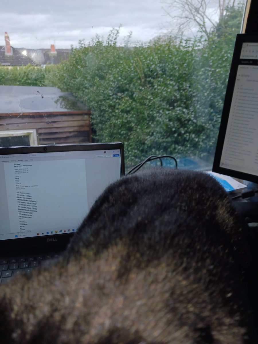 Who's that Stewie in the window? #rescuecat #cats #yorkshrecatrescue