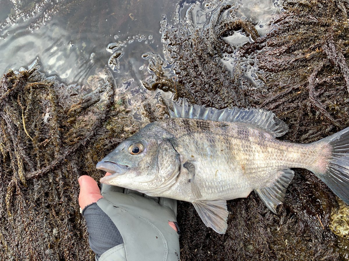 確か、去年この時期に福井の磯へ通ってた時は、毎回♾️フグ針外しをやってた記憶が……
やっぱり石川が最強なのか……
クロダイ3匹とメジナ1匹でした。
