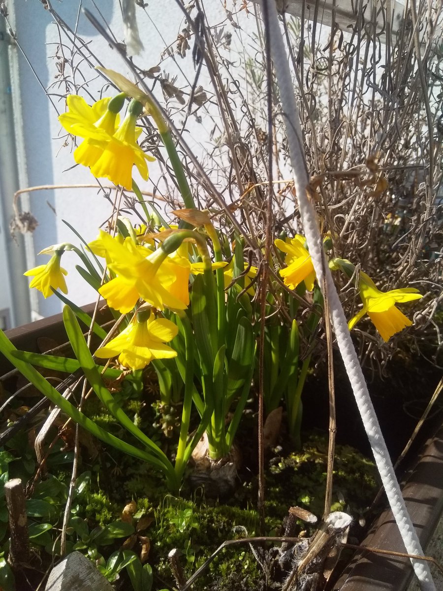 MeloftheShell tweet media