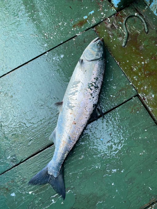 今週もサクラマス釣りへ…
型は小さめだけどそれなりに釣れました😚 