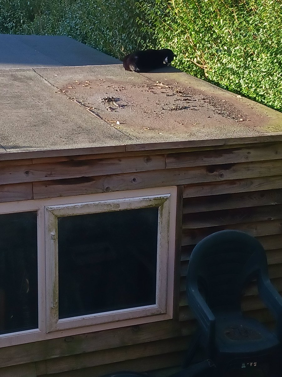 Stewie playing #rescuecat #cats #yorkshrecatrescue