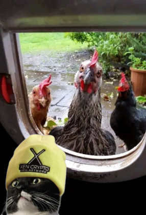 solxencat's tweet photo. When the dev is working and everyone is curious about what he has in store.
$XENCAT $XEN #X1 https://t.co/KzfvGY36lv