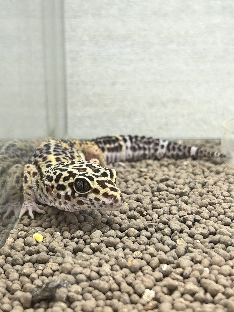 0103_nachi's tweet photo. 爬虫類ショップ行ってきた🦎
ブラックナイトかっこいいいいい😍 https://t.co/W5YSaBQc44