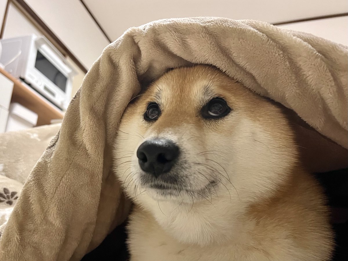fufufufufu_ta's tweet photo. 冷蔵庫が開いた音でコタツから出てきた犬 https://t.co/9Ed0PLYwq6