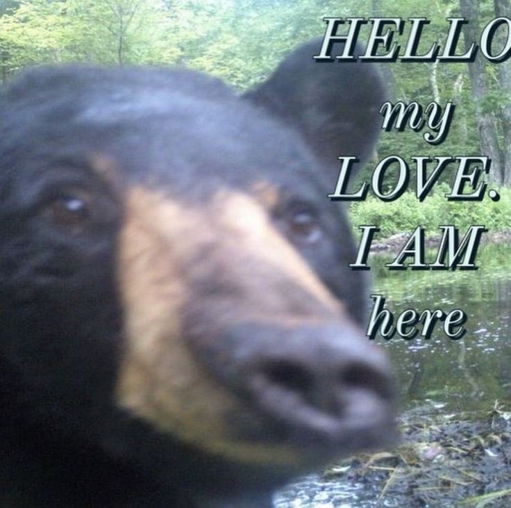 🐻 Bear 🌼 (@bearposting) on Twitter photo 