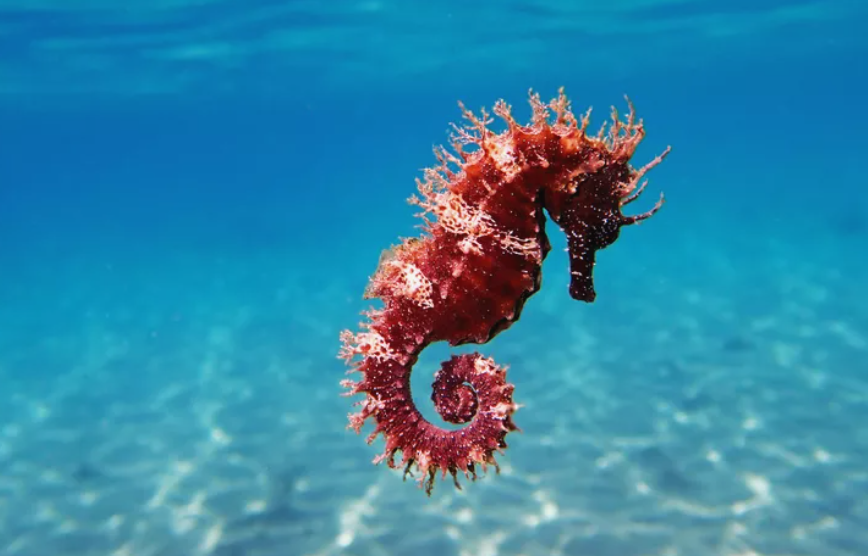 AMAZING JOB OPPORTUNITY: Research Associate - Project Seahorse

ubc.wd10.myworkdayjobs.com/en-US/ubcfacul…

A full time Research Associate position is available with Project Seahorse, Institute for the Oceans and Fisheries at the University of British Columbia. The core responsibility is to