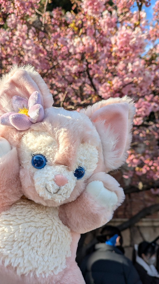 桜咲いててめっちゃ綺麗だった！
あとリーナベル最近ハマりそう