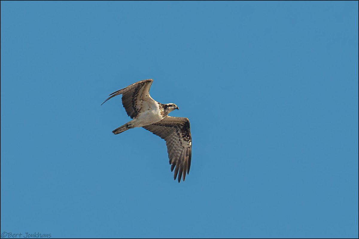 Zit ik lekker aan een bakkie koffie aan de keukentafel, zie ik de visarend aan komen vliegen. Volgens mij officieel de vroegst gemelde visarend ooit in Nederland.
#vogelskijken #visarend