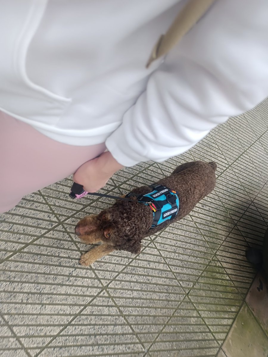 Delfina98326290's tweet photo. Cuando los paseos son lo más bello que me ha regalado la Vida💖🫶🏻🐶 #NoCompresAdopta https://t.co/wcpkDSCFXB