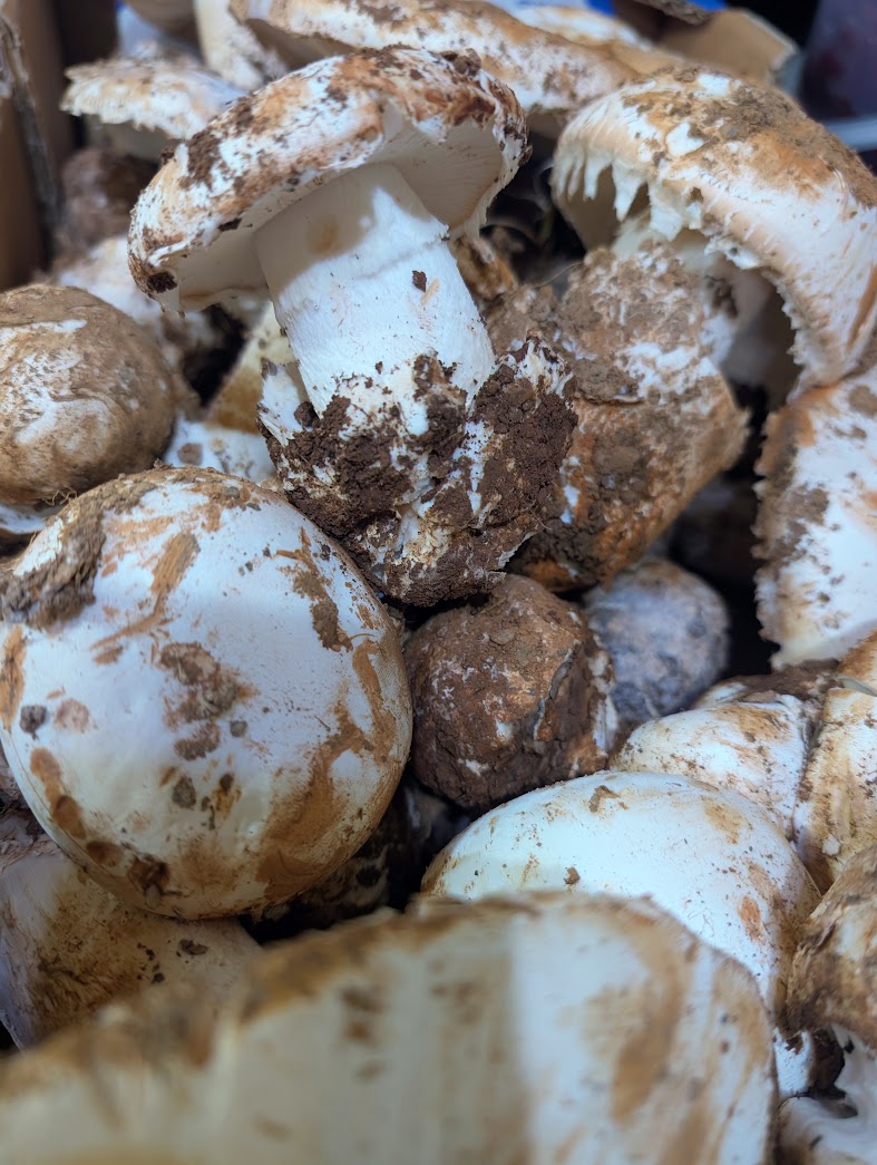 Directos del campo a nuestra cocina.
Gurumelos de temporada, acompáñalos con una buena copa de vino Malbec, una chimenea, un día lluvioso y unas vistas inmejorables.
¡¡VEN HOY!! Reservas 📷 955 770 511
#TabernaElVelero #Gurumelos #LaBarqueta #DeLaPuebla #ArrozConPato #BuenVino