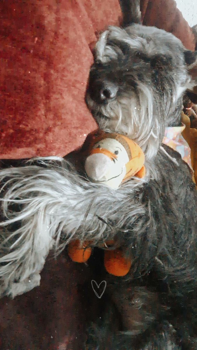 Montsefc07's tweet photo. @twaniimals 🐶🧡 https://t.co/PrDhC9hvvi