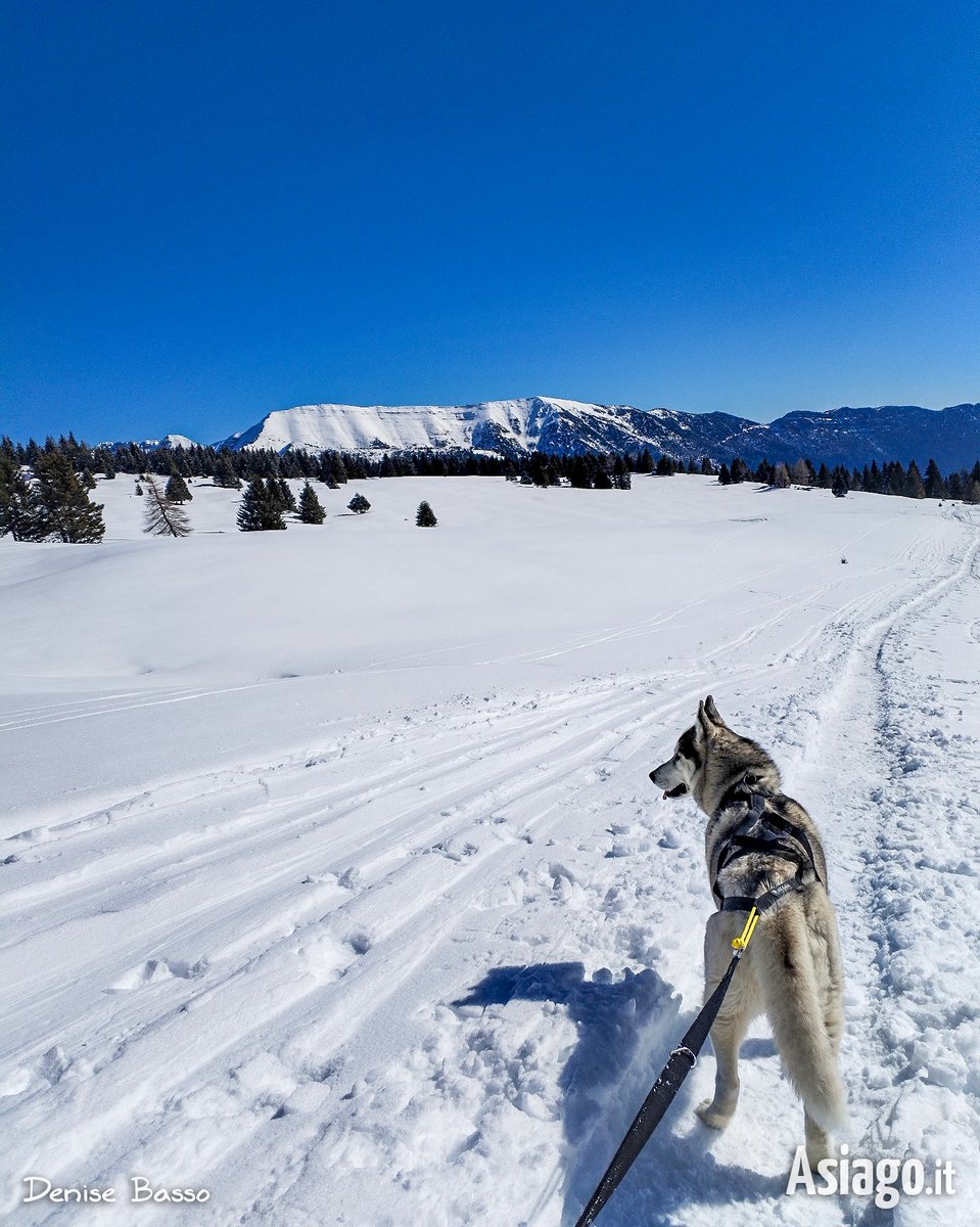 AsiagoIt's tweet photo. Libertà, natura e un amico fedele... Serve altro per una #domenica perfetta? 💙🐕
Buongiorno, amici! 🙂 Oggi lasciamo che sia la #ValFormica a parlare: cielo infinito, aria pura e, sullo sfondo, il #Portule. Venite? 😉
📷 2/3/25
#Asiagoit #Asiago #montagna https://t.co/WqEQOQdPQo