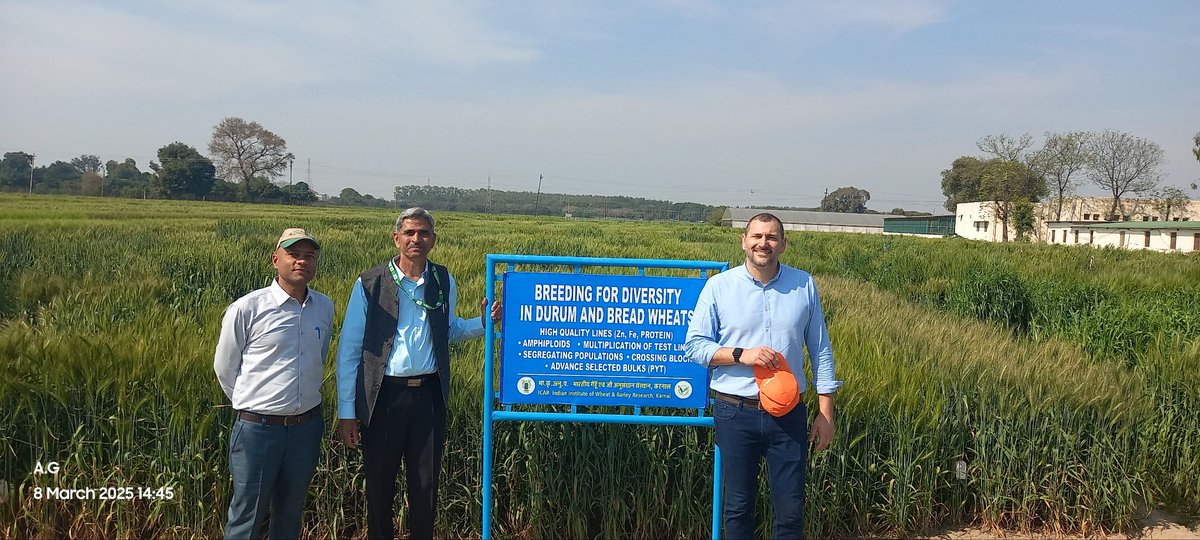 Amit Gautam (@amitdur) on Twitter photo Brainstorming season <a href="/IcarIiwbr/">ICAR- Indian Institute of Wheat & Barley Research</a> followed by durum field visit <a href="/great/">CyberSafe</a> experience <a href="/fillobax/">Filippo Bassi</a> <a href="/ShivKAgrawal/">Shiv Agrawal</a> <a href="/Miguel_ICARDA/">Miguel Sanchez-Garcia</a> <a href="/BaumBCI/">Michael Baum</a> <a href="/ICARDA/">ICARDA</a> India Brainstorming season <a href="/IcarIiwbr/">ICAR- Indian Institute of Wheat & Barley Research</a> followed by durum field visit <a href="/great/">CyberSafe</a> experience <a href="/fillobax/">Filippo Bassi</a> <a href="/ShivKAgrawal/">Shiv Agrawal</a> <a href="/Miguel_ICARDA/">Miguel Sanchez-Garcia</a> <a href="/BaumBCI/">Michael Baum</a> <a href="/ICARDA/">ICARDA</a> India