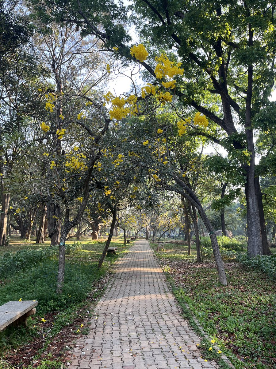 bhaumikgowande's tweet photo. Feeling absolutely blissful at #Cubbon Park today, truly a gem. 🏞️

As a kid, I often visited with my grandfather and cousins, but seeing it now through the lens of an urban planner feels completely different. Today, three elderly women were playing the sitar, mridangam, and ghatam at the Bandstand, and their music echoed through the park, blending with the sounds of nature. It was truly serene just to be there.

People were skating, cycling, jogging, brunching, reading books, etc. there were people from all age groups doing all kinda of activities, it only highlights if you provide good maintained public spaces to people they will utilise it and keep it clean.