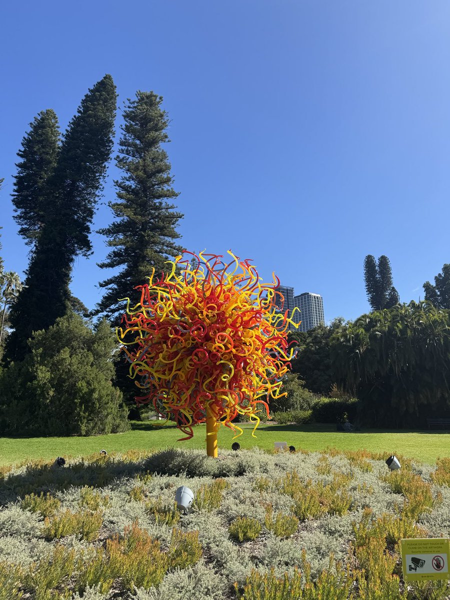 ShaunKiddell's tweet photo. Fabulous exhibition of Dale Chihuly glass at Adelaide Botanic Garden #southaustralia https://t.co/kgKCDRclr9