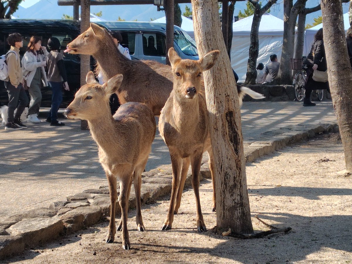 Ken45901022's tweet photo. 食べ物を狙ってる宮島の鹿たち
さっそく背後から忍びよられてドリンクひっくり返されてる人いた https://t.co/IG3qU7QooU
