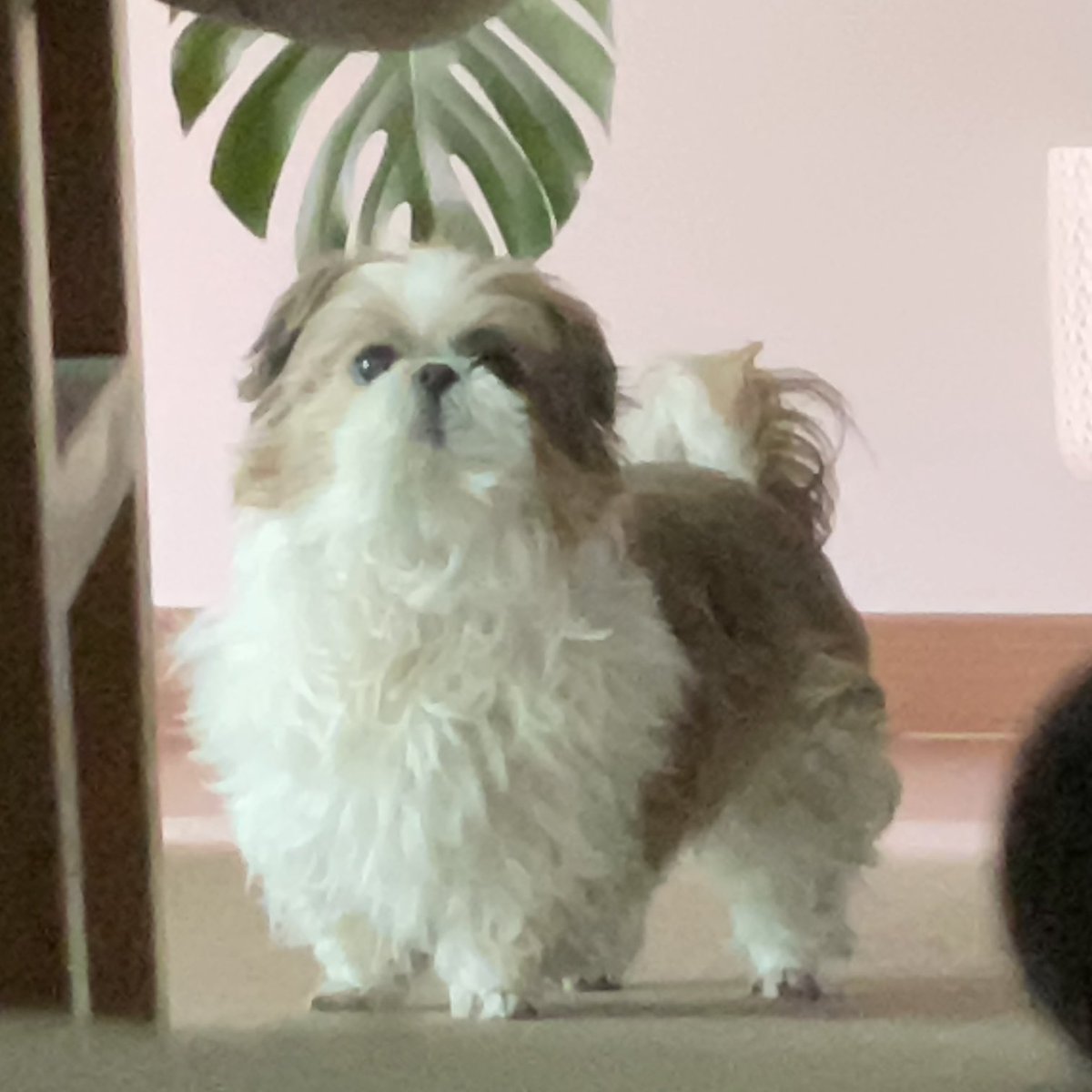 no_Leemongryong's tweet image. 곰아지