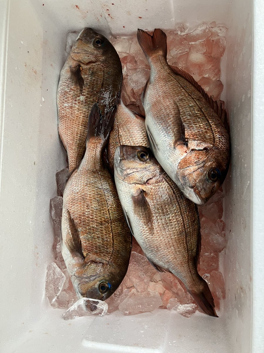 taka_5602's tweet photo. 関西釣り部初不参加も、タイ爆釣につきお裾分け。やはりタイは養殖に軍配。
近所のスーパーで無料で捌いてくれてありがたい。 https://t.co/EO7EddpKaT