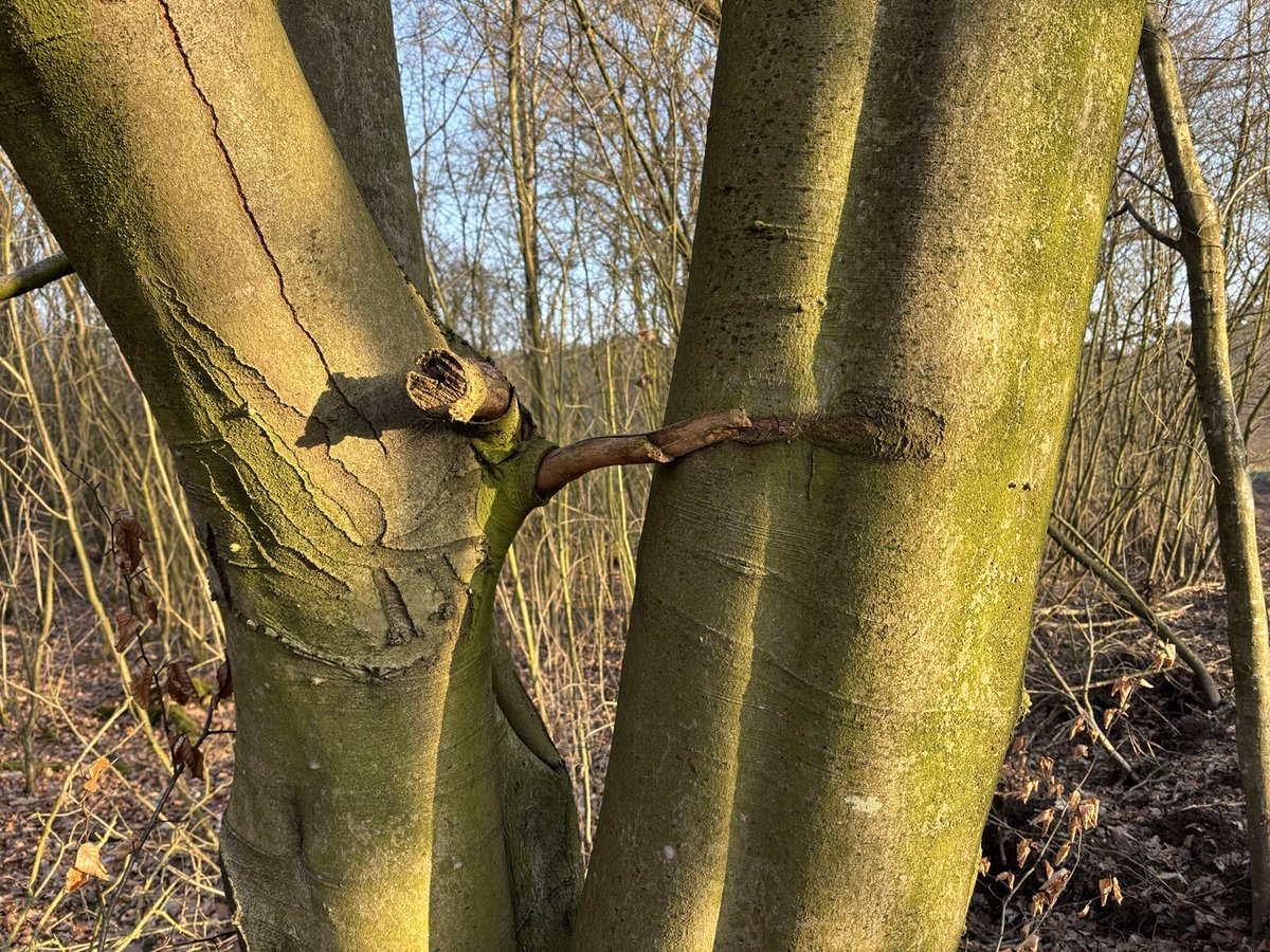 Maatjes. Goedemorgen 😊