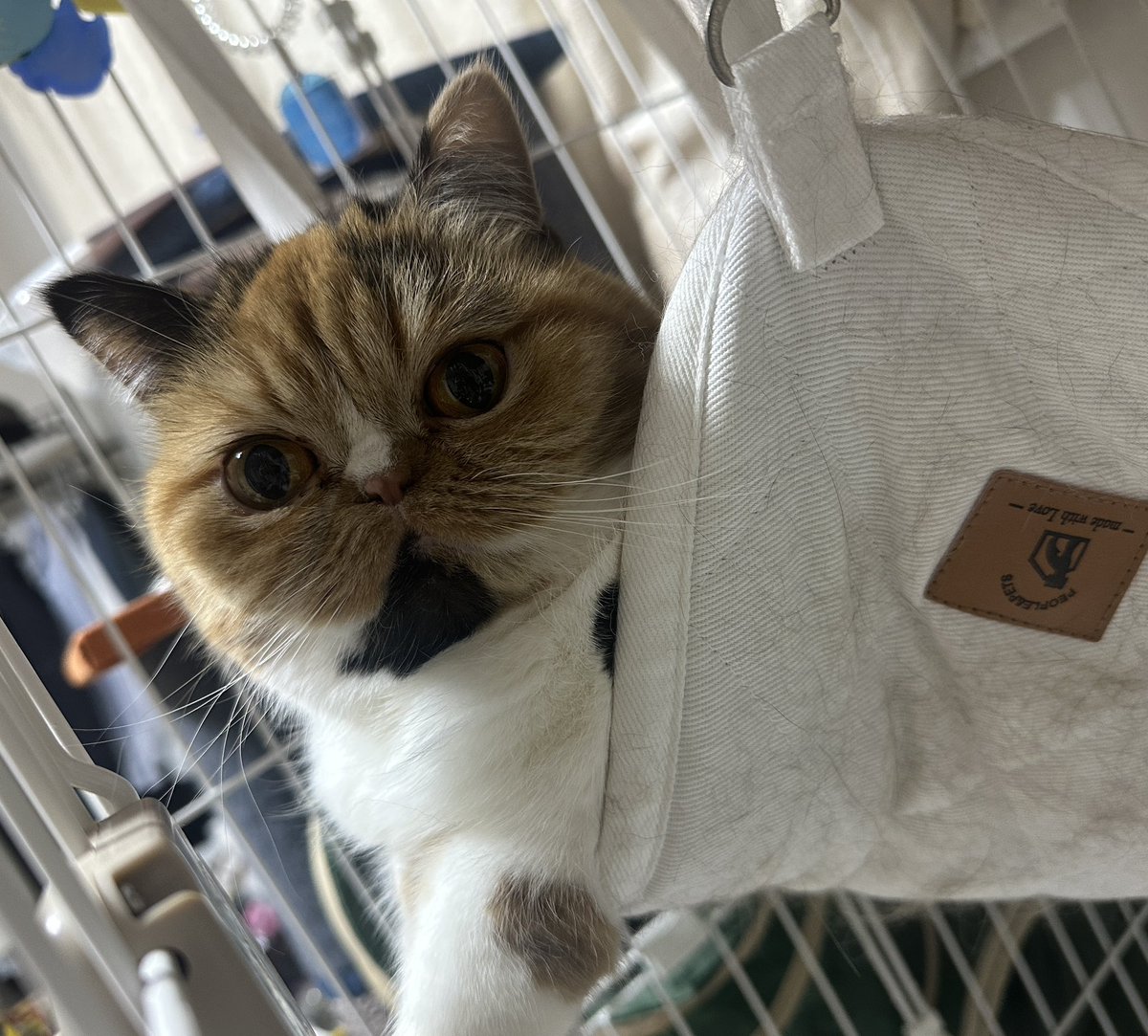 retasu1001's tweet photo. きゃわ🫶 https://t.co/Wj8eyxSUlD