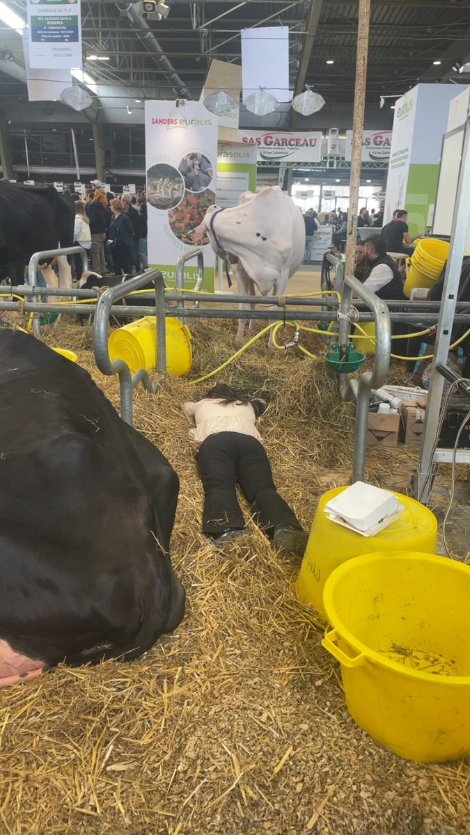 MoshiRayX's tweet photo. Drôle de bête au salon de l’agriculture https://t.co/3cc6RUsaEz