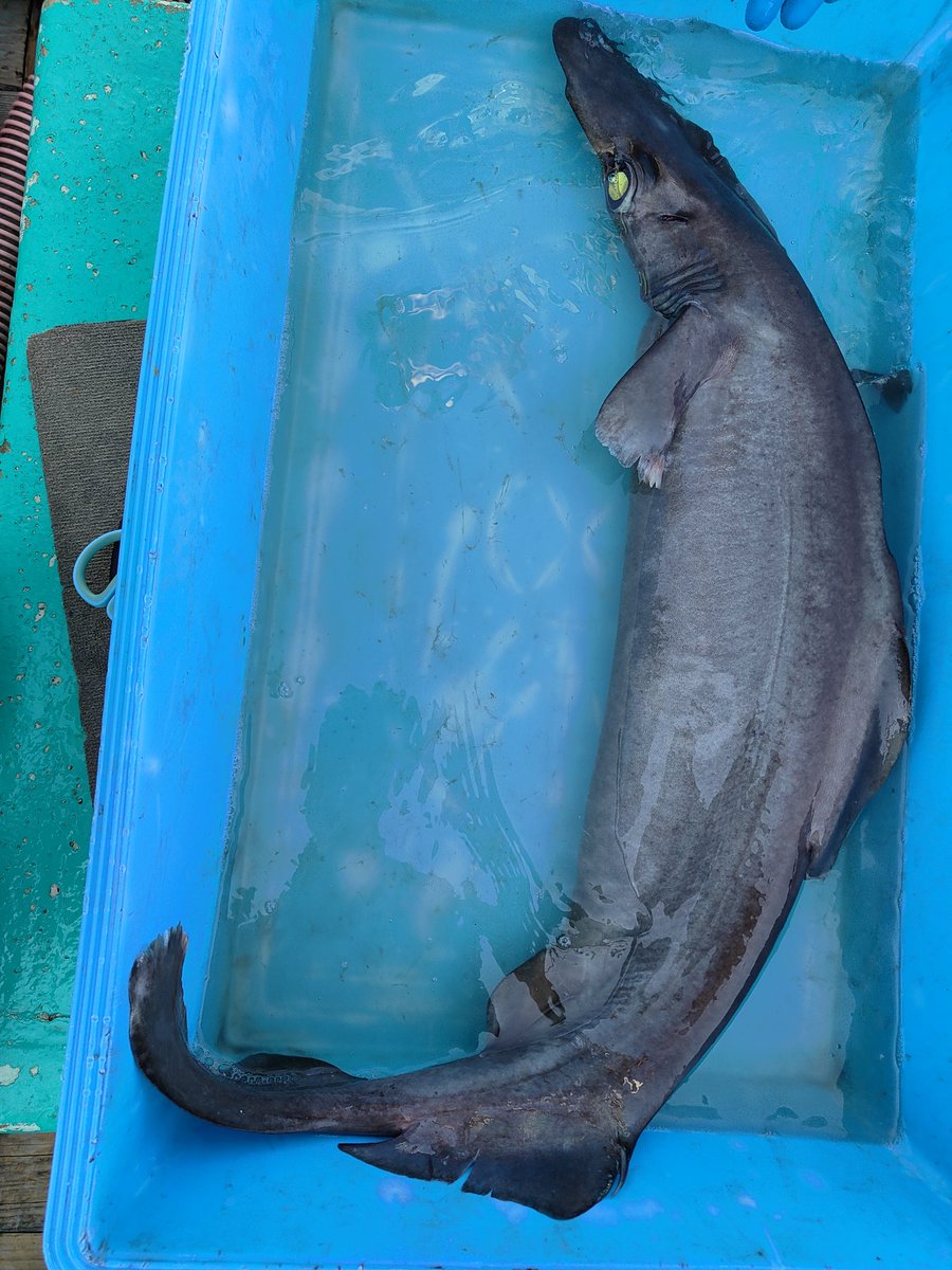 渡辺佑基 Yuuki Watanabe tweet media