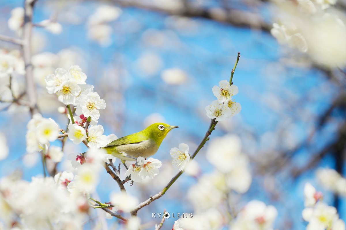 kyolens's tweet photo. 春が来た！今年初のメジロを撮れた。#興正寺 の梅を食べに来たメジロちゃん、やはりかわいい。 https://t.co/tNl48WMV9U