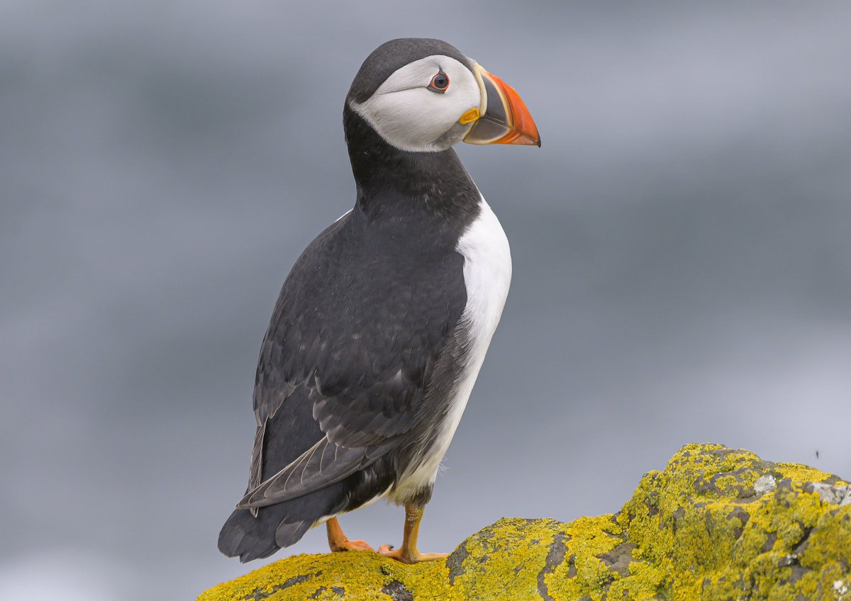 VisionsScotland's tweet photo. @SteelySeabirder Happy #SuperSeabirdSunday some 2024 shots from the Idle of May, counting the days till I get back! https://t.co/O27lOy1MwE