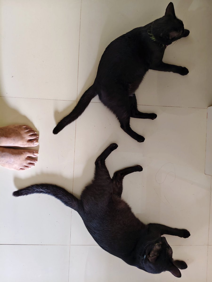 Nomads_rantings's tweet photo. I am so proud to state that my #twingels #minipanthers are very #loving and #endearing towards each other ~ even their play is so harmless without any such harsh taps and slaps ~ my #Karma & #Bhumi are absolutely divine πΎπ»and blissful for my #pulsing #beat
#thankyou universe https://t.co/xum3L3z1Pg