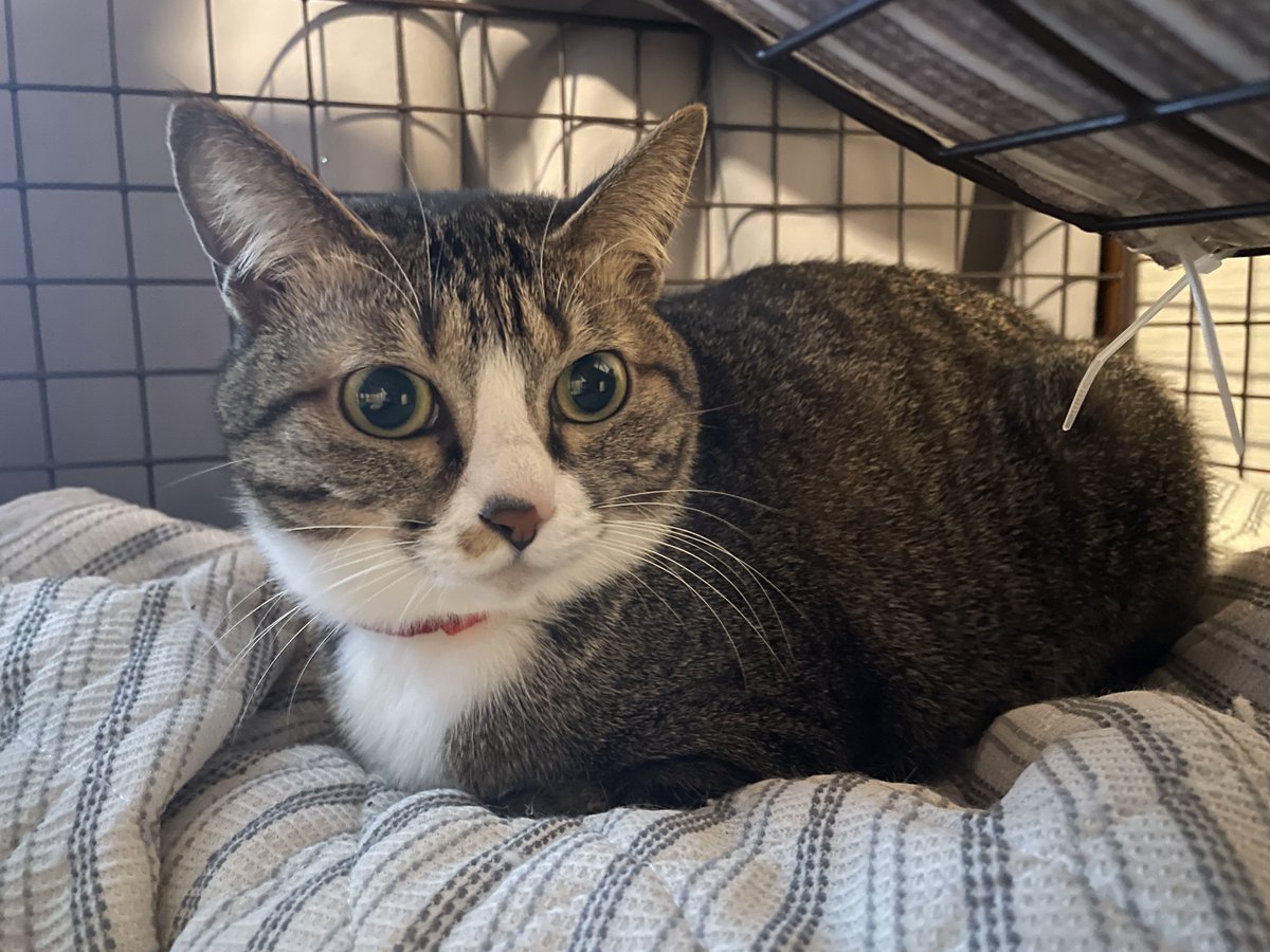 にゃんちくだいすきくらぶ (@nyanchiku_3biki) on Twitter photo 