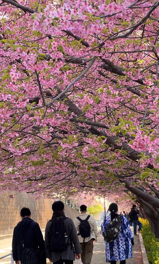横浜の桜はもう満開ですね🌸