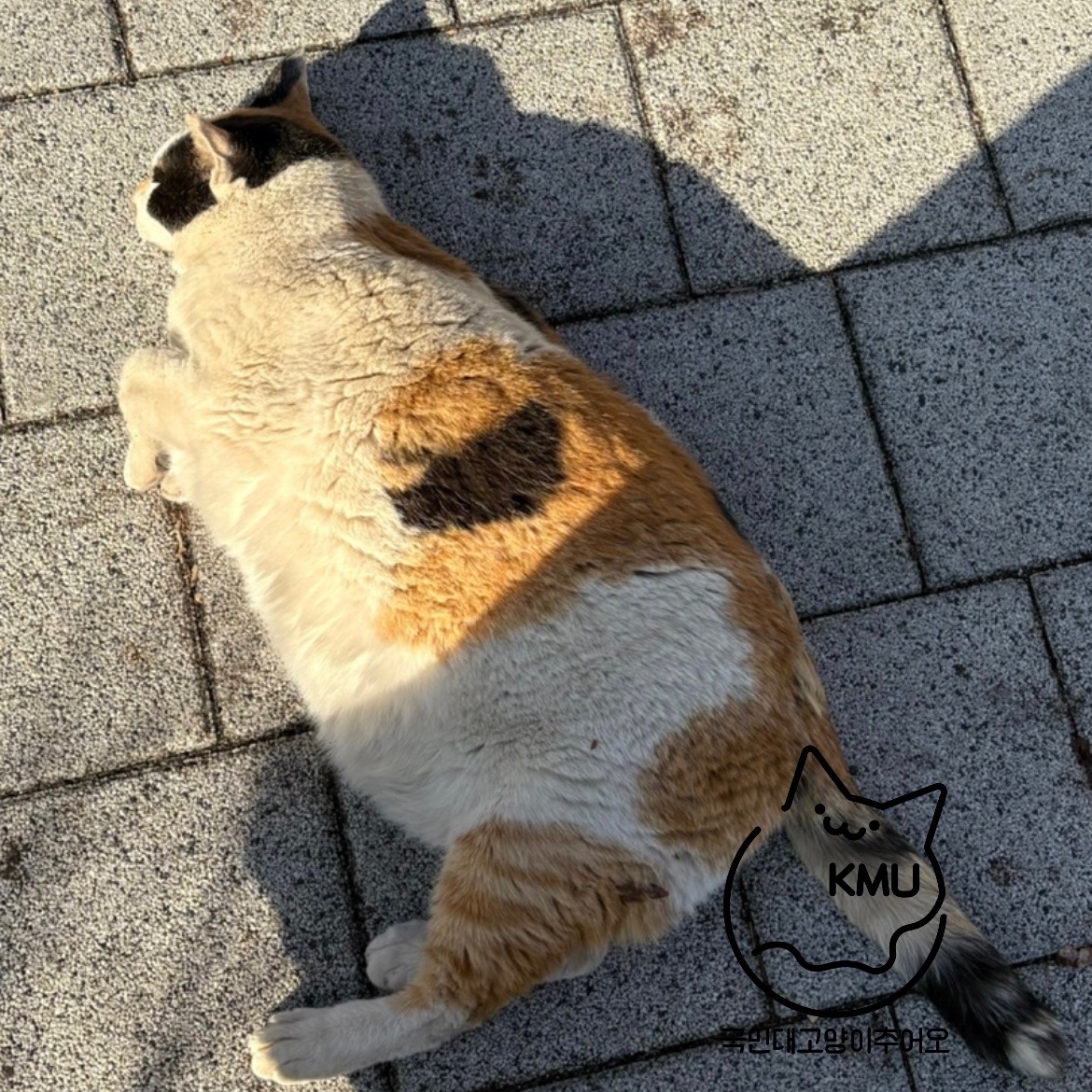 개강 첫 주 잘 보냈냐옹?

#국민대고양이추어오 #국냥이 #살구 #익명 #사진제보환영