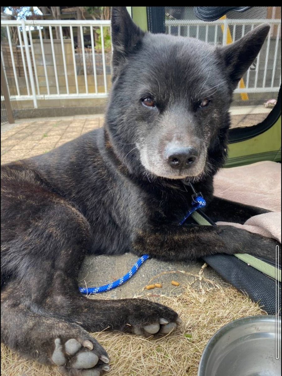 skobeach's tweet photo. 【迷子犬保護しました】

性別：男の子♂
場所：九十九里町小関付近
毛色：黒。茶がまだらに入っていて甲斐犬ぽい
体重：20kg以上ありそう
推定10歳以上

※代行ポストです

⬇続く⬇

#迷子犬 #九十九里町 #山武市 #東金市
#保護しています https://t.co/azJgI0k03l