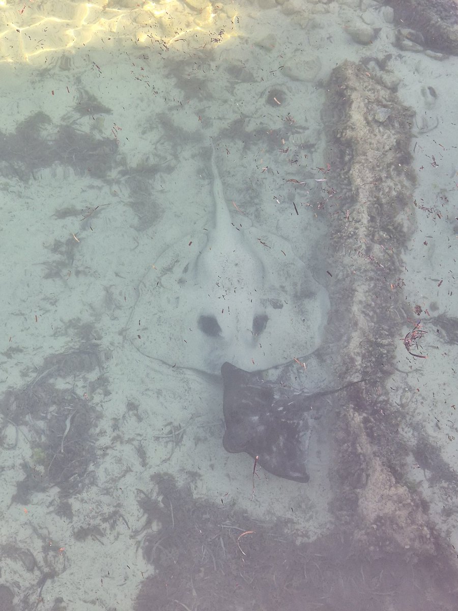 LinkoGHP's tweet photo. Holy crap that's a large Ray... https://t.co/s9q5BN3NKB