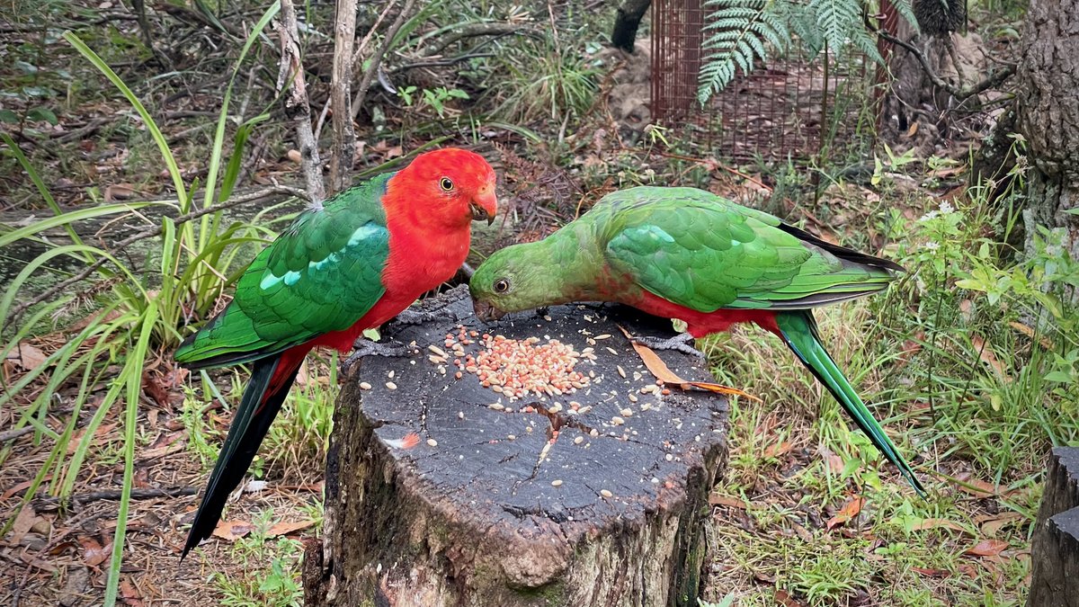 NEW BLOG POST: “Weekly Wrap 771: Don’t mind the productivity, feel the parrots” stilgherrian.com/weekly-wrap/77… Covers 3–9 March 2025 and includes the usual links to Interesting Things.

This is my last post here. Check the pinned post for where I am now.