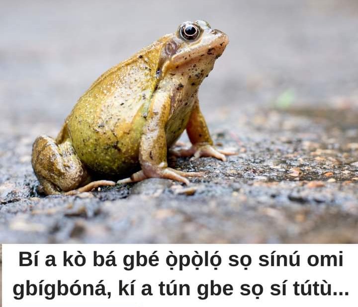 tajudine2013gm2's tweet image. Bí a kò bá gbé ọ̀pọ̀lọ́ jù sínú omi gbígbóná, ká tún gbé e jù sí tútù, kì í mọ èyí tó sàn. 

#Interpretation
If a frog is not tossed into hot water and then into the cold one, it won't know which is better. 

A kú ojumo!
