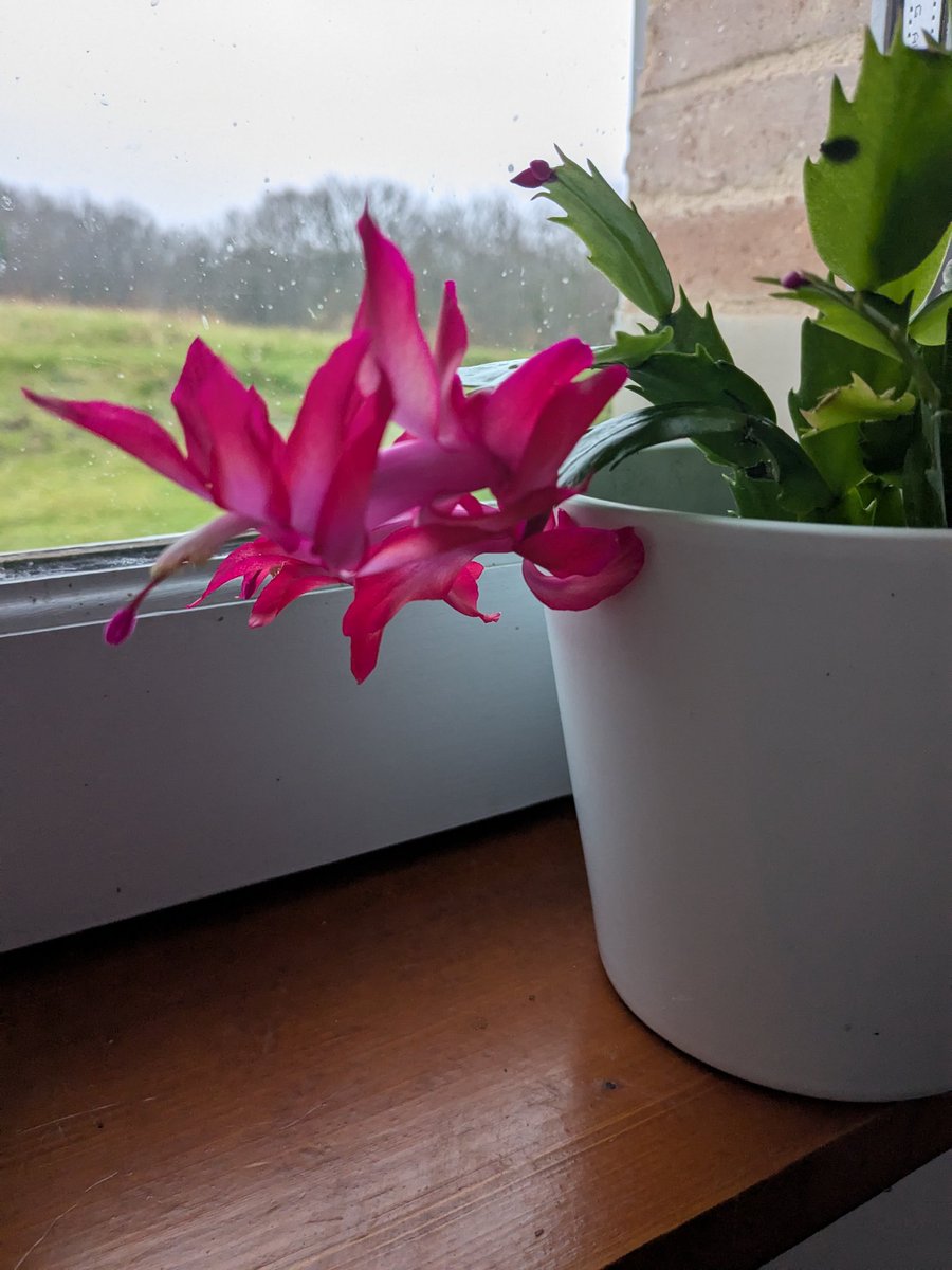 La beauté des fleurs de cactus de Noël ❤️