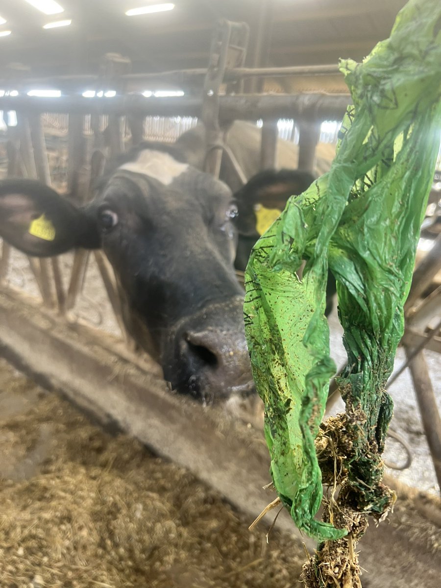 I’ve just wrestled this out of a cows mouth

It was mixed in the winter fodder so must have been left in the field last summer

Don’t be so dirty &amp; irresponsible, take your dog mess home &amp; bin it. If you don’t you may succeed in killing something one day

#DogMess