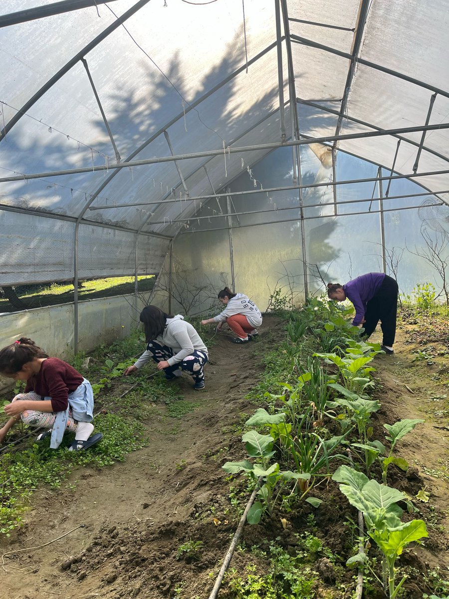 📍 Ordu 

Karadeniz’de büyüyorsanız pancara (kara lahana) uzak kalamazsınız. Devlet himayesindeki çocuklarımız da toprağa dokunuyor, ekip biçiyor, üretmenin mutluluğunu yaşıyor.🥬🤍

<a href="/tcailesosyal/">T.C. Aile ve Sosyal Hizmetler Bakanlığı</a> <a href="/ayildirimkara/">Ayşegül Yıldırım Kara</a> <a href="/orduashim/">Ordu Aile ve Sosyal Hizmetler İl Müdürlüğü</a>