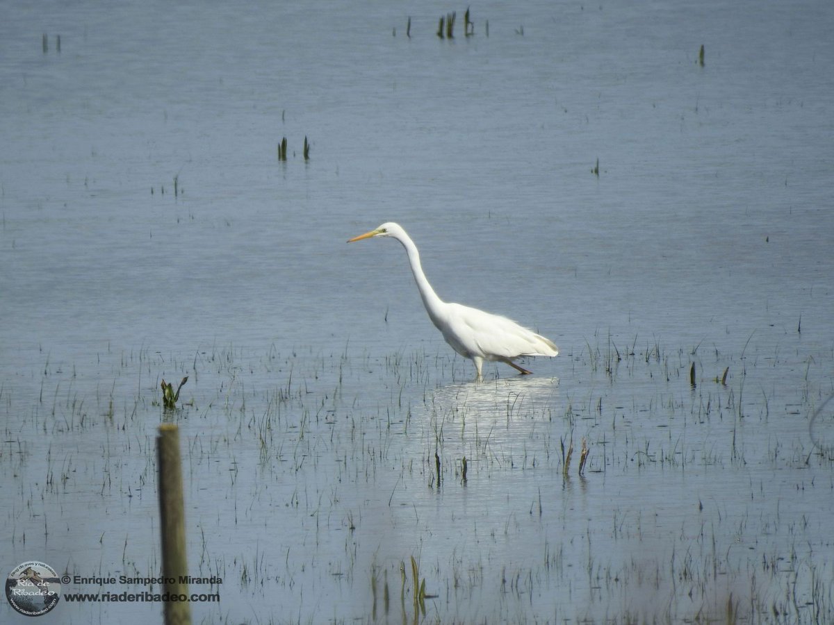 Garceta grande en la laguna de La Nava (Palencia).
Todas las fotos del viaje a La Nava y Villafáfila en el blog:
riaderibadeo.com