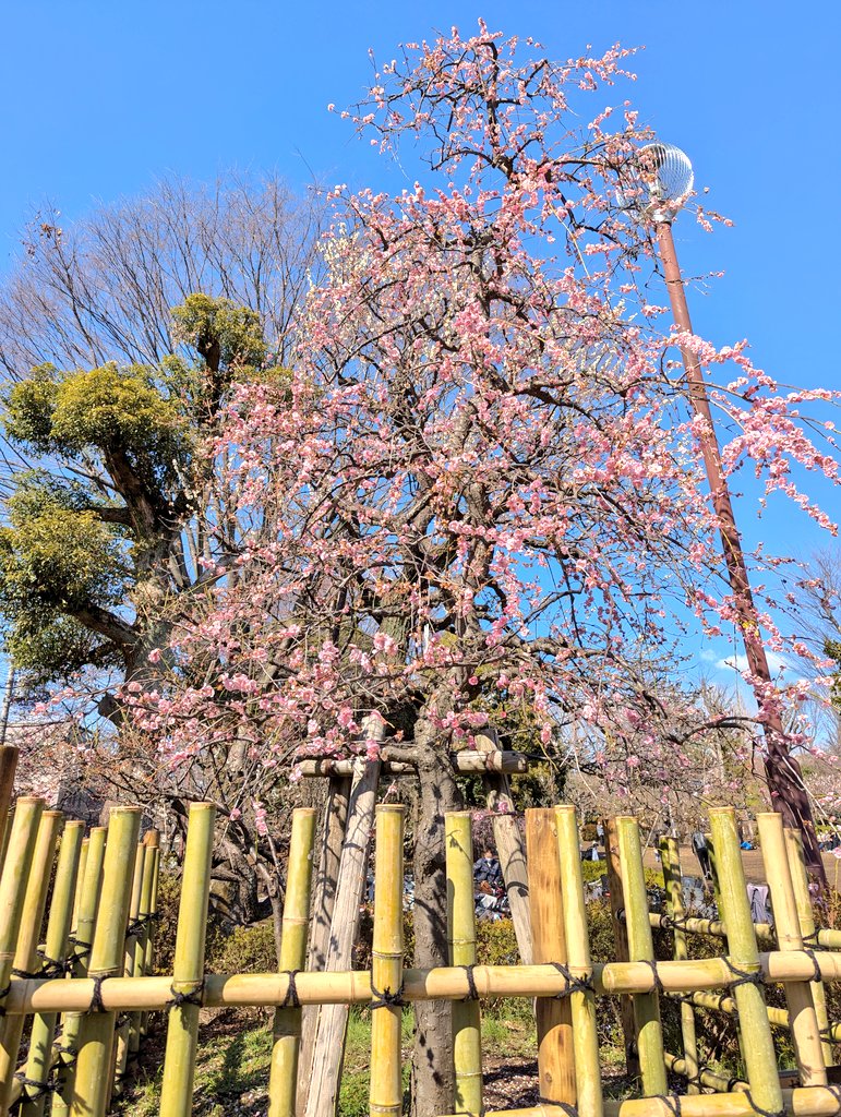Boom_ch_batten's tweet photo. 澄んだ天気が勿体なくて思い立って梅を眺めに
都内各所の梅祭りは終わり、人も落ち着いてゆったりできました
早くから咲く梅も良い
他が枯れる中、力強く咲き残る梅も良い
「行き交う人たち我が心で照らしたい」
💜さんとの梅は大分県が原産の「豊後」
#ばってん少女隊
#瀬田さくら
#柳美舞
#BAIKA https://t.co/8rsCkbbGSu