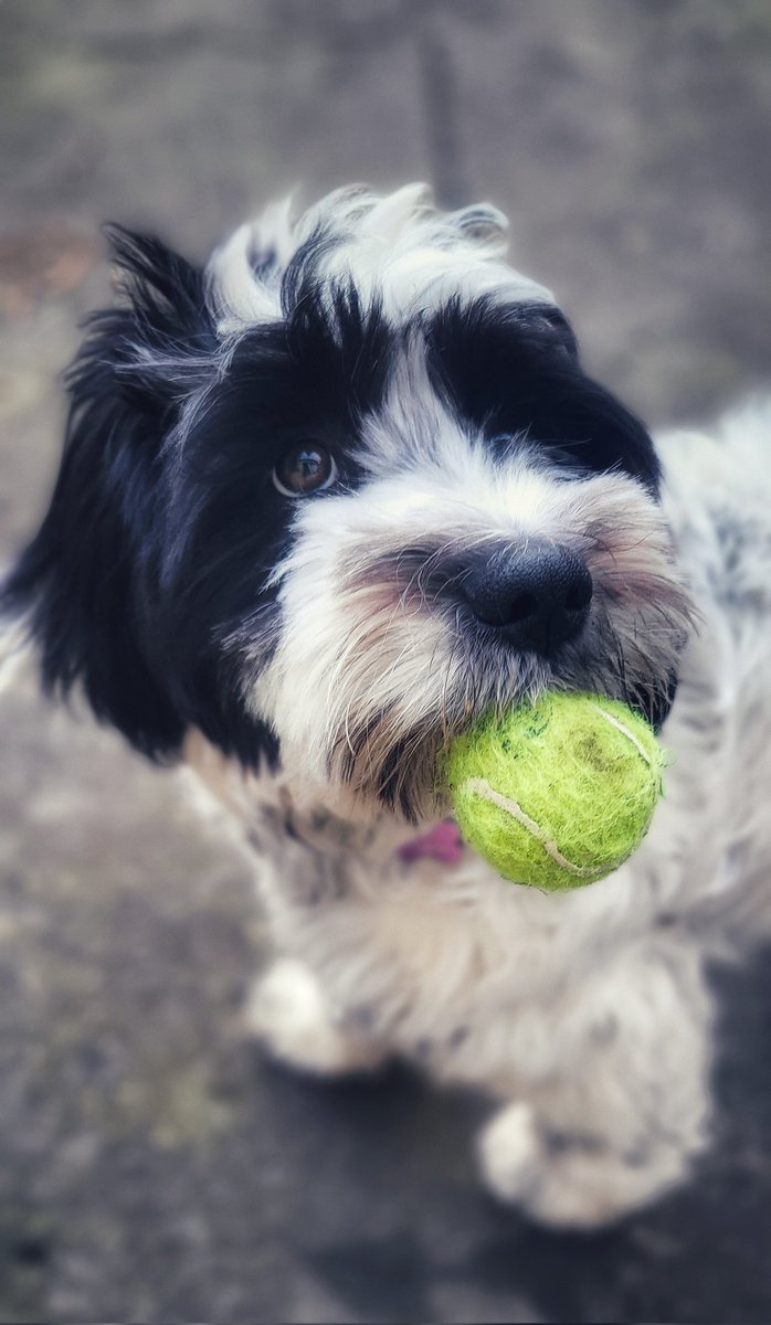 themellowing's tweet photo. Why lounge in bed on a Sunday morning, when I could be playing fetch by 8am instead?  I can't say no to this face.  Evie wins 🌅 https://t.co/jG3JirRBYl