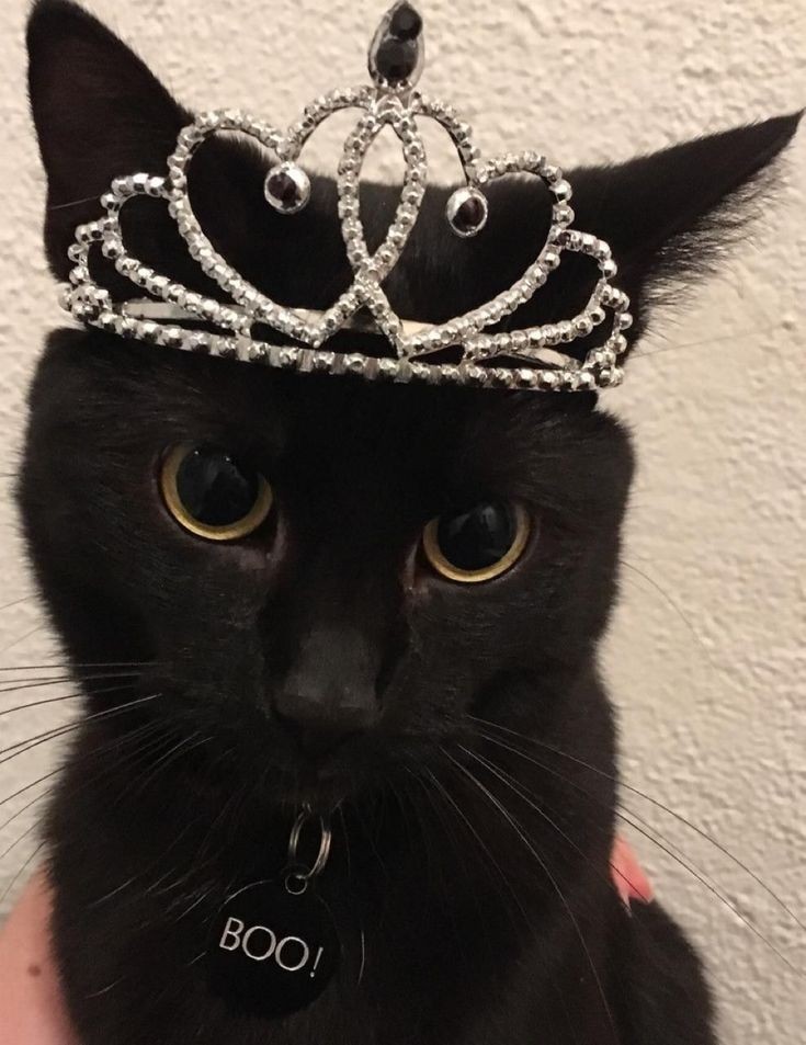 botmeowgi's tweet photo. meowjestic https://t.co/23YGF9xQPz