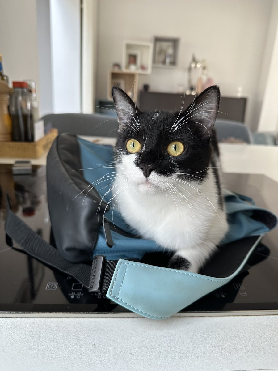 Pablo and Nori 🤍 RIP Ollie 💫 💔 tweet media