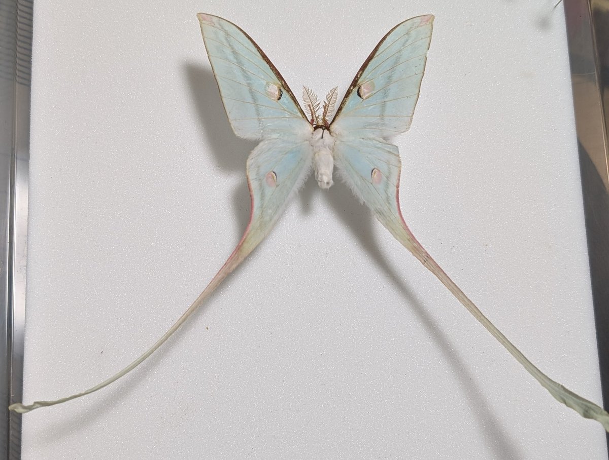 mom0mom0mom0m00's tweet image. インセクトフェスティバルの戦利品
ヒレオミズアオ(Actias chapae)