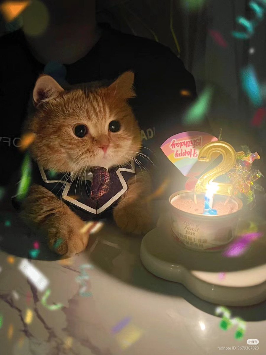 Why you should have a cat (@shouldhavecat) on Twitter photo 